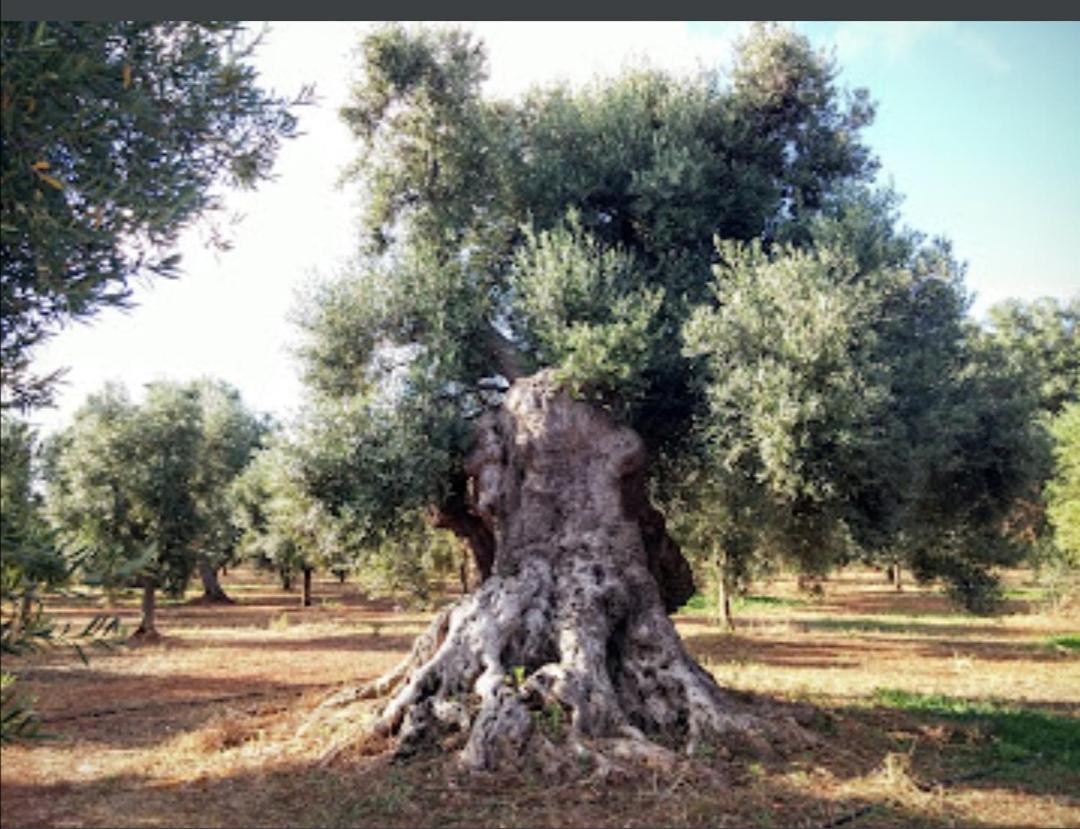 Room In Bb - Stunning Quadruple Room In Ancient Masseria Near The Sea In A Quiet Olive Trees 오스투니 외부 사진