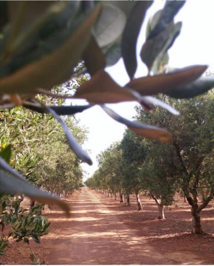 Room In Bb - Stunning Quadruple Room In Ancient Masseria Near The Sea In A Quiet Olive Trees 오스투니 외부 사진